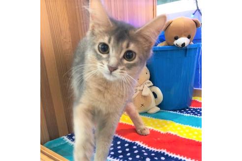 成約済の大阪府のソマリ-4683の1枚目